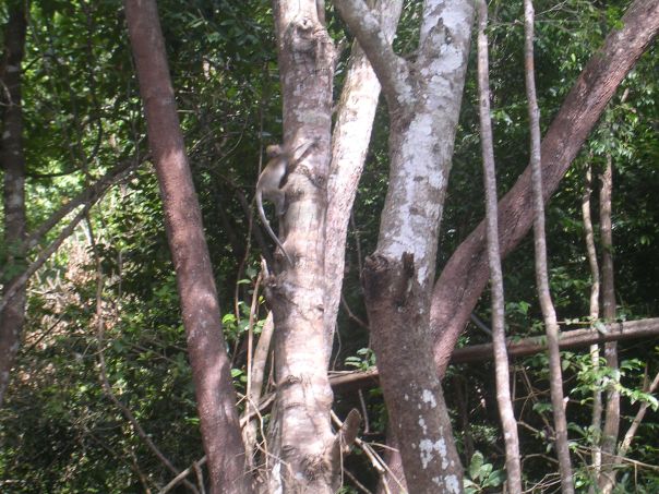 Monkey in Sabah, Borneo